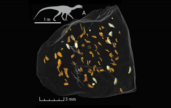 New Beetle Is First Insect Discovered From 230-Million-Year Old Fossilized Poop