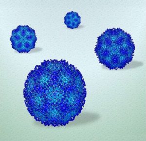 Researchers film human viruses