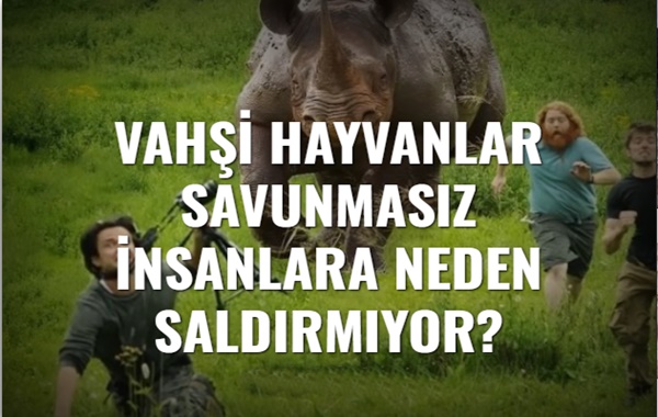 Vahşi Hayvanlar