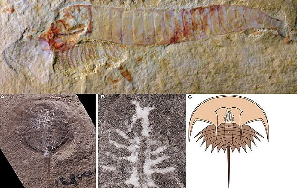 310 Milyon Yıllık Yengeç Fosili, Beyinlerinin Neredeyse Hiç Gelişmediğini Gösteriyor