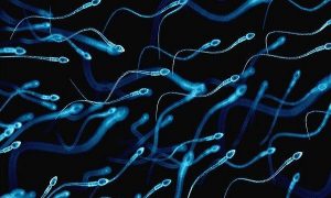 An Antibody That Traps Sperm