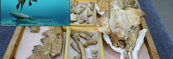 Mısırda Hiç Bilinmeyen ve Dört Bacağı Olan Bir Balina Türünün Fosilleri Keşfedildi