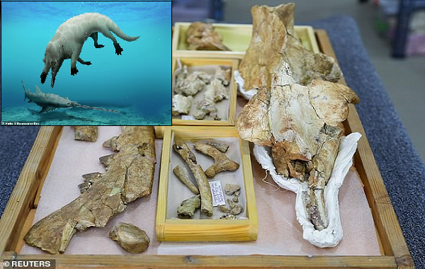 Mısırda Hiç Bilinmeyen ve Dört Bacağı Olan Bir Balina Türünün Fosilleri Keşfedildi