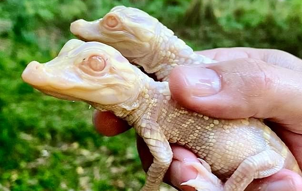 Floridada Dünyaya Gelen Albino Timsah Bebekler Büyük İlgi Odağı Oldu