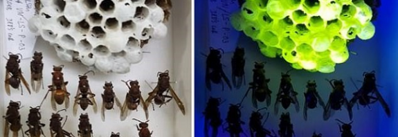 Şaşırtıcı Keşif: Yaban Arısı Yuvaları UV Işık Altında Yeşil Renkte Parlıyor