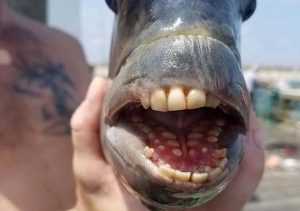 İnsan Gibi Dişleriyle Dikkat Çeken "Koyun Kafalı Balık" Nasıl Bir Türdür?