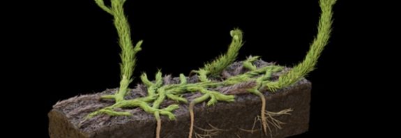 Dünyadaki İlk Bitkilerin