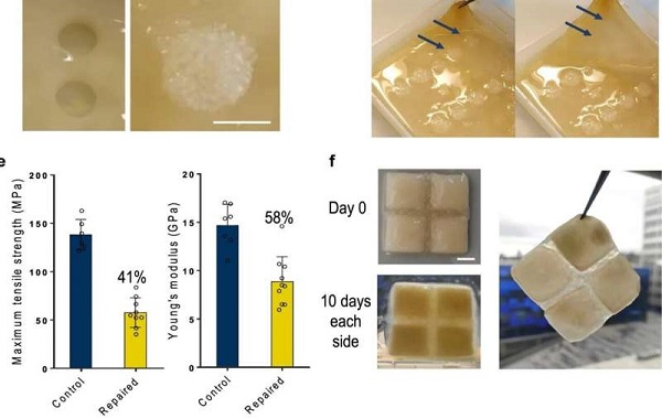 Self-healing 'living materials'