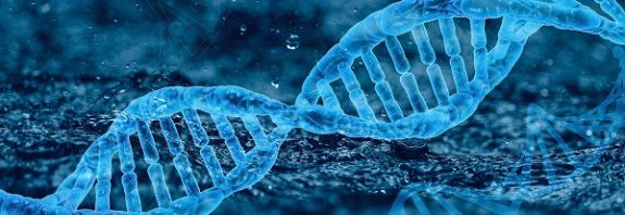 So-Called “Junk” DNA Is Essential, Plays a Key Role in Speciation