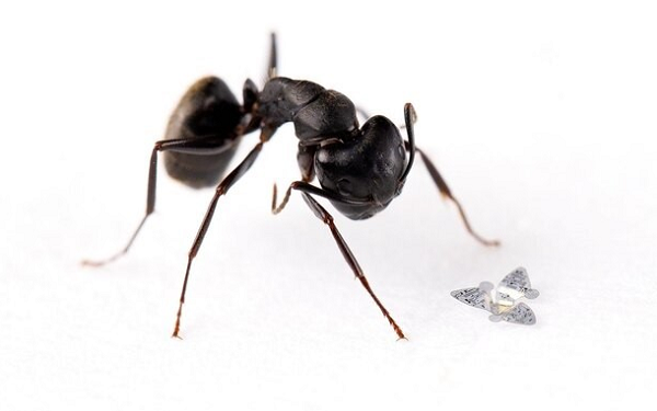 Kum Tanesi Büyüklüğünde, Ancak Kanatlı Mikroçipler Oluşturuldu