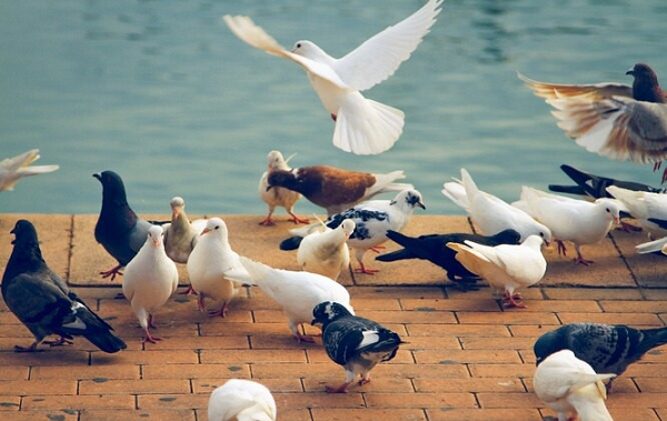 İnsanlarda Doğuştan Şekil Bozukluğuna ve Güvercinlerde Kısa Gagaya Neden Olan Bir Mutasyon Keşfedildi