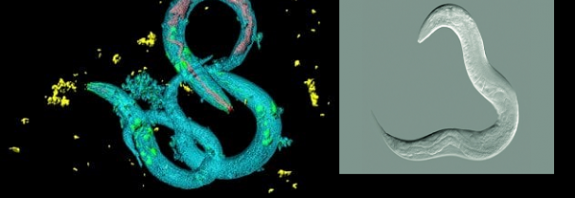 Solucanlar Tehlikeyi Uyarmak için RNA Değiştirerek "Anılarını" Paylaşıyor