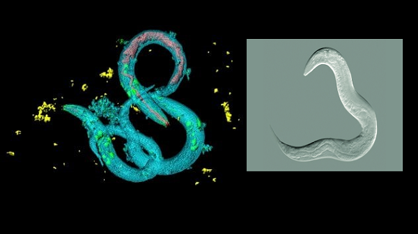 Solucanlar Tehlikeyi Uyarmak için RNA Değiştirerek "Anılarını" Paylaşıyor