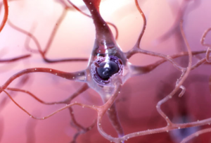 Bilim İnsanları Alzheimer'a Yol Açabilecek 'Kandan Beyne Giden Yolu' Belirledi