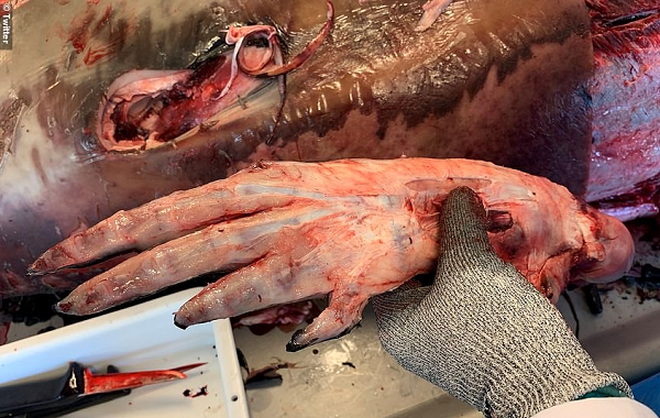 Balinalarda Gizlenmiş Beş Parmaklı Uzuv Atalarının Karada Yürüdüğünün Kanıtı