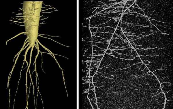 Dünyada İlk Kez Bilim İnsanları Bitkileri Su “İçerken” İzledi