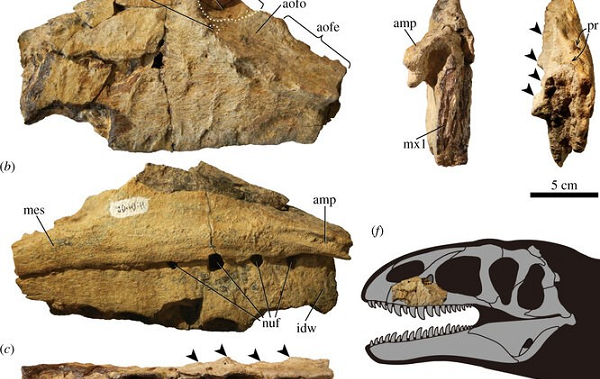 Özbekistanda Otobüs Büyüklüğünde Bilinmeyen Yırtıcı Bir Dinozorun Kalıntıları Bulundu