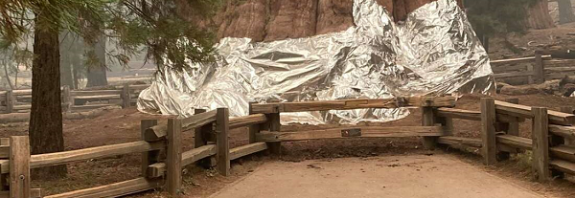 Dünyanın En Büyük Ağacı Yangına Dayanıklı Battaniyeye Sarılarak Korumaya Alındı