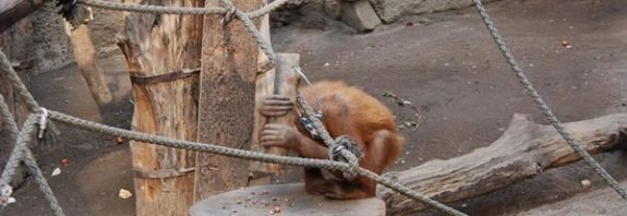 Orangutanlar