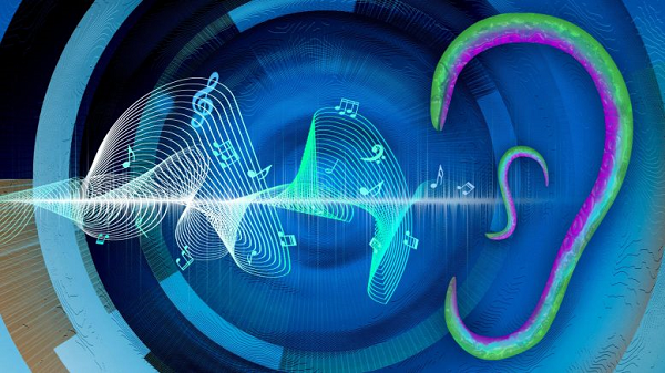 Kulakları Olmamasına Rağmen Yuvarlak Solucanın "İşitebildiği" Keşfedildi