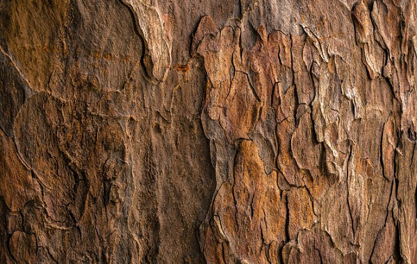 Bilim İnsanları Ağaçtan Katı Pil Elektroliti Yaptı: Lityum İyondan Daha Güvenli