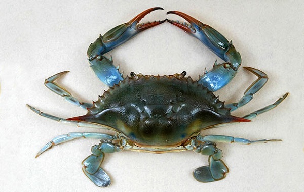 Researchers Sequence Genome of Blue Crab