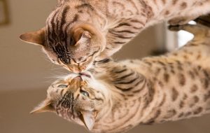 Can We See Quantum Nonlocality at the Macroscopic Scale?