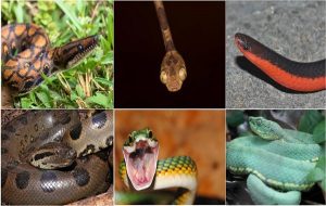 Mammals on the menu: Snake dietary diversity exploded after mass extinction 66 million years ago