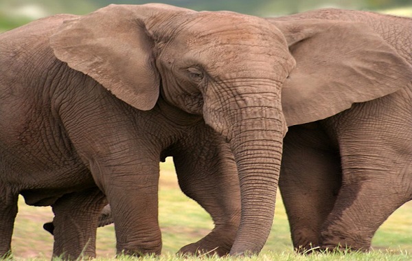 Intense Ivory Poaching Leads to Rapid Evolution of Tuskless African Elephants