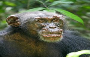Leprosy Found in Wild Chimpanzees for the First Time