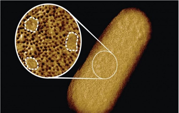 A New Recording Reveals the Sharpest Image of Living Bacteria