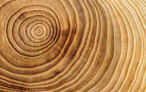 Yeni Bir Araştırmaya Göre, Depremler Ağaçların Büyümesini Hızlandırıyor