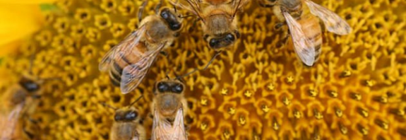 Bilim İnsanları Bal Arısının Sekizlik Dans Hareketinin Şifresini Çözdü
