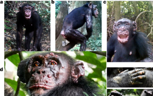 Vahşi Şempanzelerde İlk Kez Cüzzam Keşfedildi. Görüntüler Şok Edici!