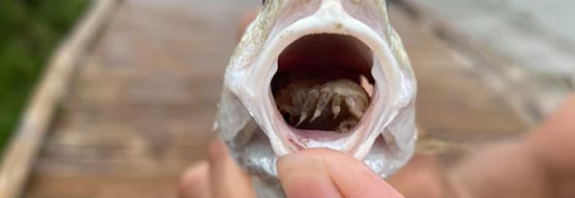 Bir Balığın Ağzında Dilini Yiyip Bitiren ve Yerine Geçen Bir Parazit Bulundu