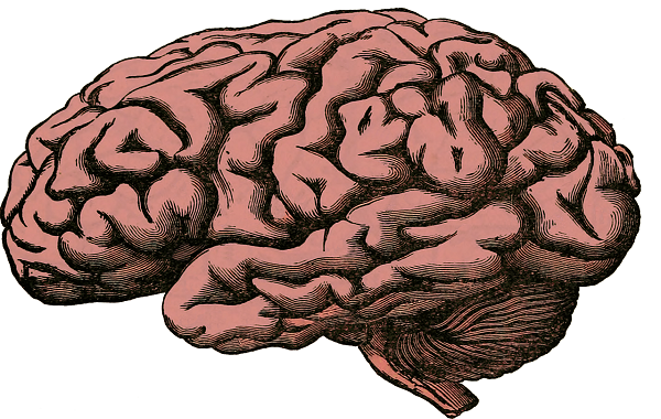When and why did human brains decrease in size 3,000 years ago? Ants may hold clues
