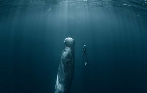 We re Officially Trying To Talk To Whales