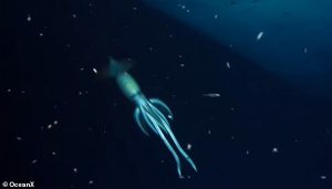 Ok Ucu Gibi Yüzgeçleri Olan 'İnsandan Büyük' ​​Mor Sırtlı Kalamar Görüntülendi