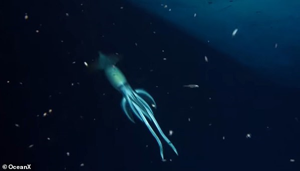 Ok Ucu Gibi Yüzgeçleri Olan 'İnsandan Büyük' ​​Mor Sırtlı Kalamar Görüntülendi