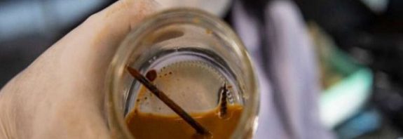 Metal-Eating Bacteria Devours a Nail in Just Three Days