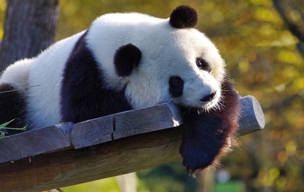 Dev Pandalar