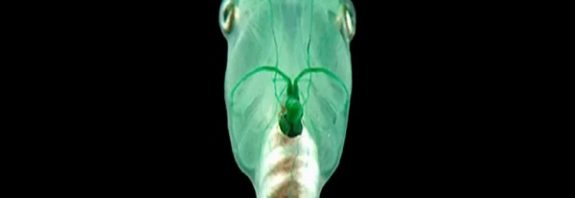 Injecting Algae Into Suffocated Tadpoles Brings Their Brain Cells Back to Life