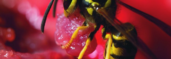 Akbaba Arıları "Et" Isırmak İçin Fazladan Bir Diş Geliştirdi