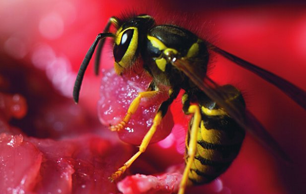 Akbaba Arıları "Et" Isırmak İçin Fazladan Bir Diş Geliştirdi