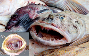 Dünyanın En Dişlek Canlıları: Bu Balığın 555 Dişi Var ve Günde 20 Diş Kaybediyor