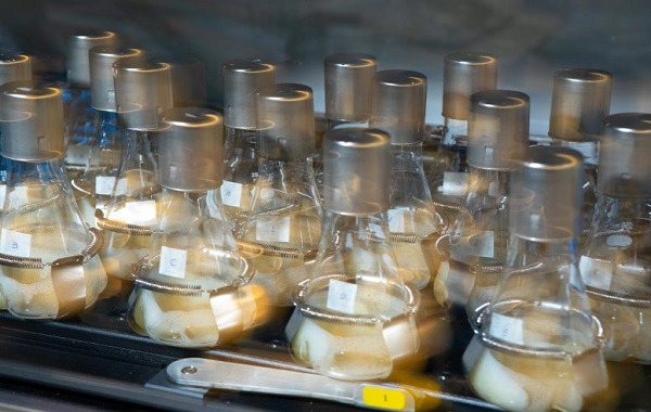 Modern-Day Alchemy: Transforming Sugar Into Hydrocarbons To Power Future Cars