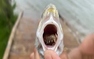 Horrifying Parasite Masquerading as Fish Tongue Found in Texan State Park