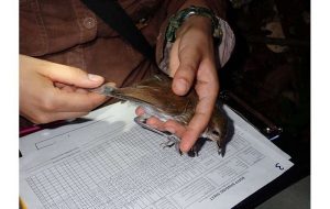 Amazon Rainforest birds' bodies transform due to climate change
