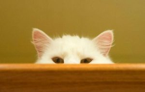 Your Cat Knows Where You Are Even When They Can't See You
