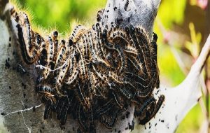 Even Tiny Very Hungry Caterpillars Have a Large Impact on Carbon Emissions